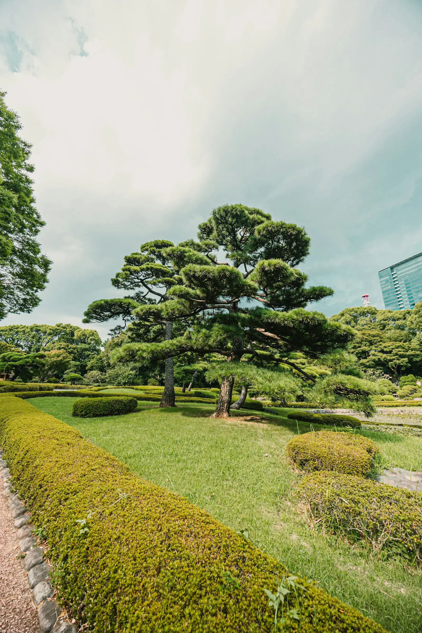 Manicured ornamental garden with shaped boxwoods and a stone path winding through it.